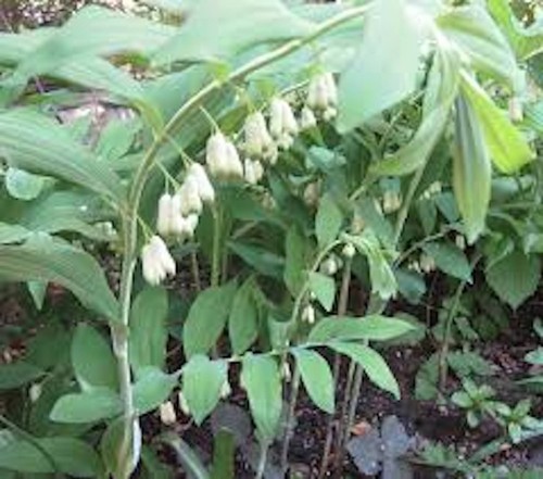 True solomon seal - 10,
