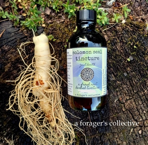 Solomon seal tincture - solomon,